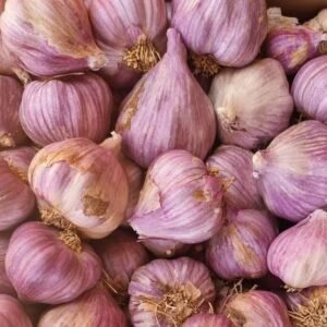Alho Roxo Egipcio para Exportação  Alta Qualidade