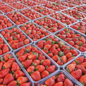 Morango Fresco Egípcio Premium — Envio Refrigerado para o Brasil