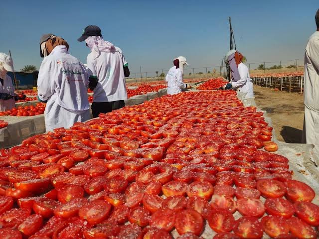 Egyptian sun-dried tomatoes drying naturally under the sun in large-scale production for export to Brazil