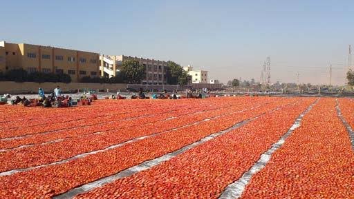 Tomates secos egipcios premium en proceso de secado natural listos para exportación al por mayor Producción industrial de tomate seco en Egipto para exportación en grandes volúmenes a Brasil