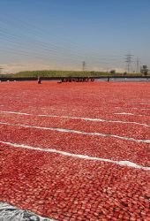 tomate seco no Egito para exportar
